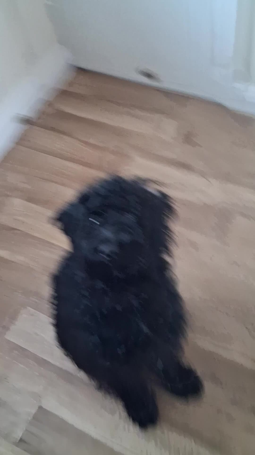 Cockapoo dogs for sale: Teddy B. 1 Year old Cockapoo (Fully Trained) in Halifax - Video 2