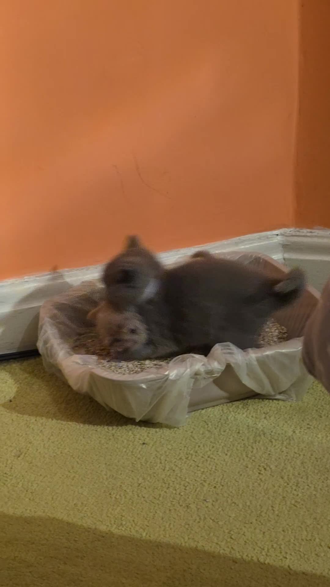 British Shorthair cats for sale: British Shorthair Kittens for Sale! Lilac & Blue! - Video 2