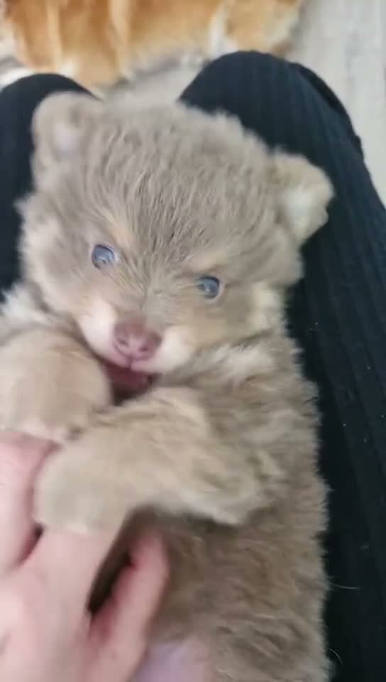 Pomeranian dogs for sale:  🐾💕 GORGEOUS POMERANIAN PUPPIES 💕🐾 - Video 1