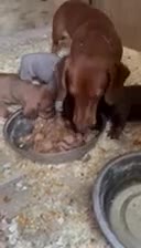 Dachshund dogs for sale: Dachshund  - Video 1