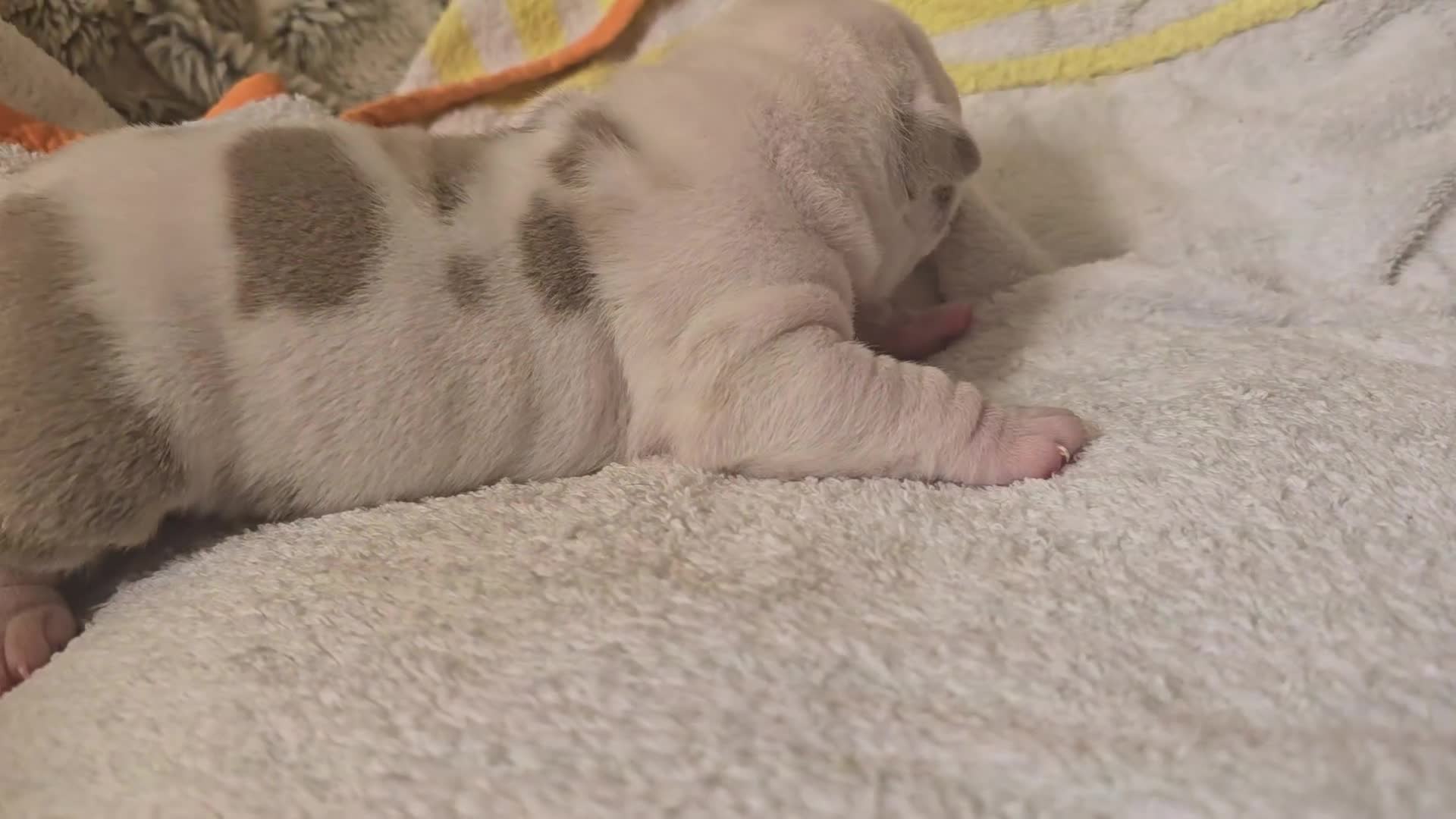 American Bully dogs for sale: Exclusive ABKC Pocket Bullys - Champ Bloodlines - Video 2