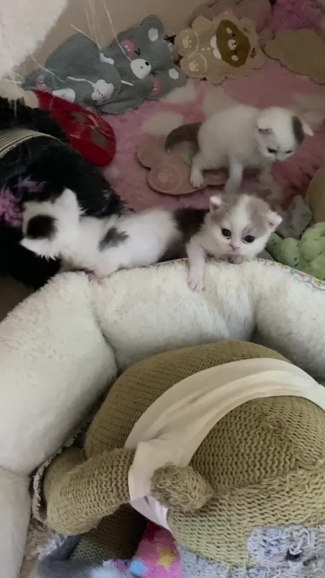 British Shorthair cats for sale: Chrysolite BSH kittens - direct high titled lines - Video 3