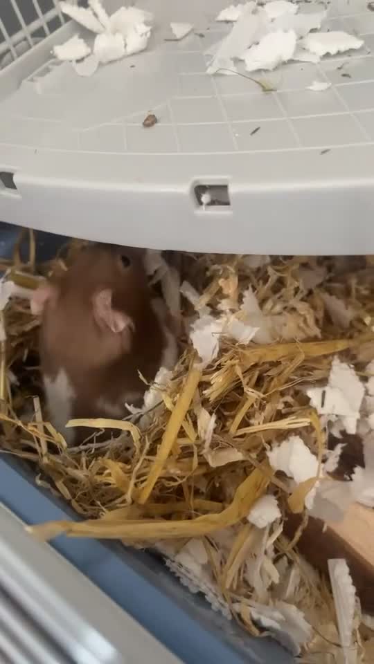 Hamster rodents for sale: Syrian hamster with everything  in Southend-on-Sea - Video 1