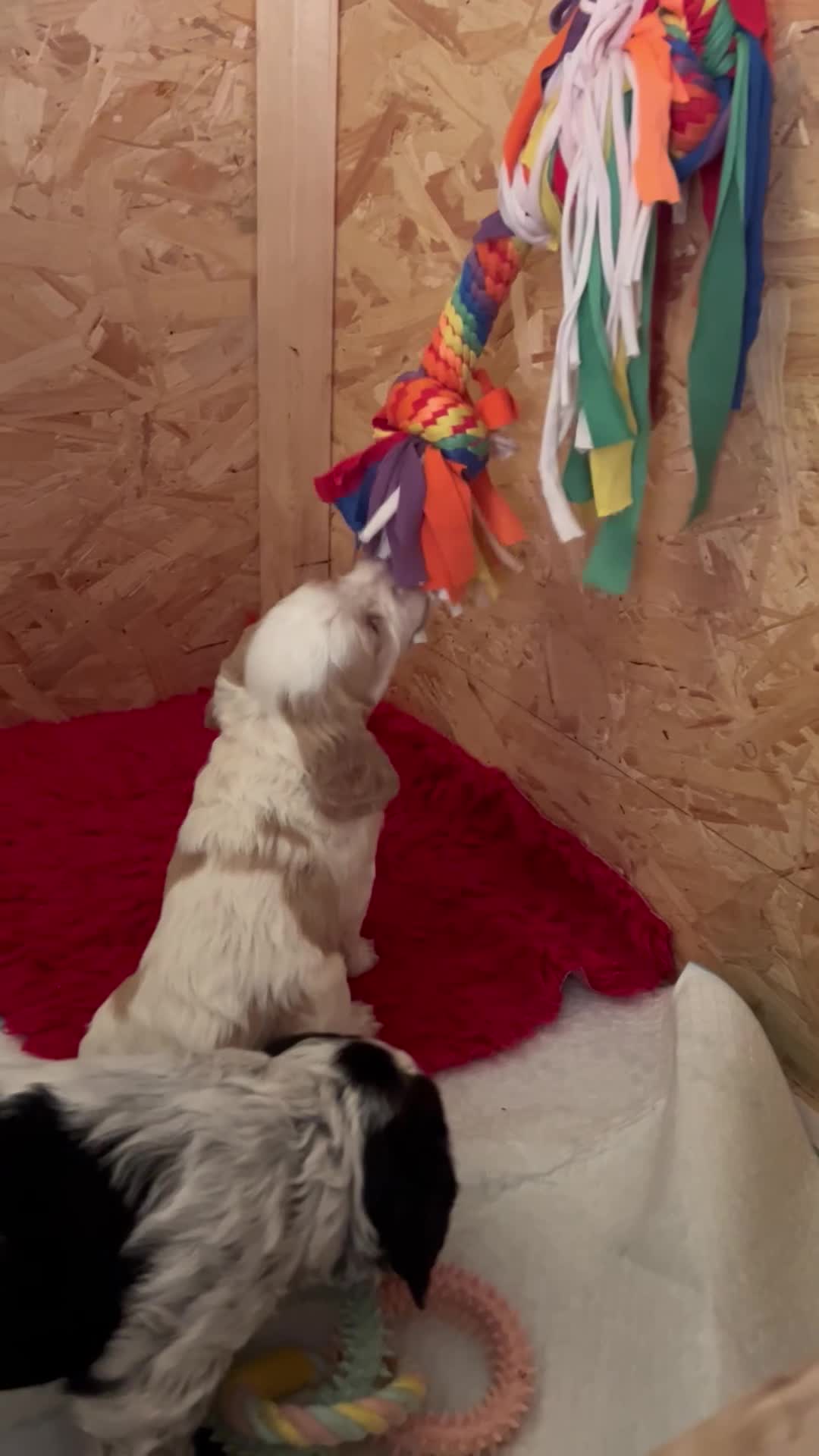 Cocker Spaniel dogs for sale:  KC Registered Working Cocker Spaniel Puppies in Droitwich - Video 2