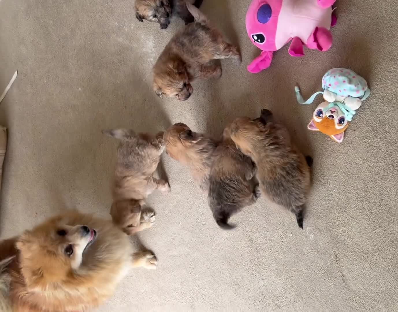 Pomapoo dogs for sale: Pomapoo puppies  - Video 1
