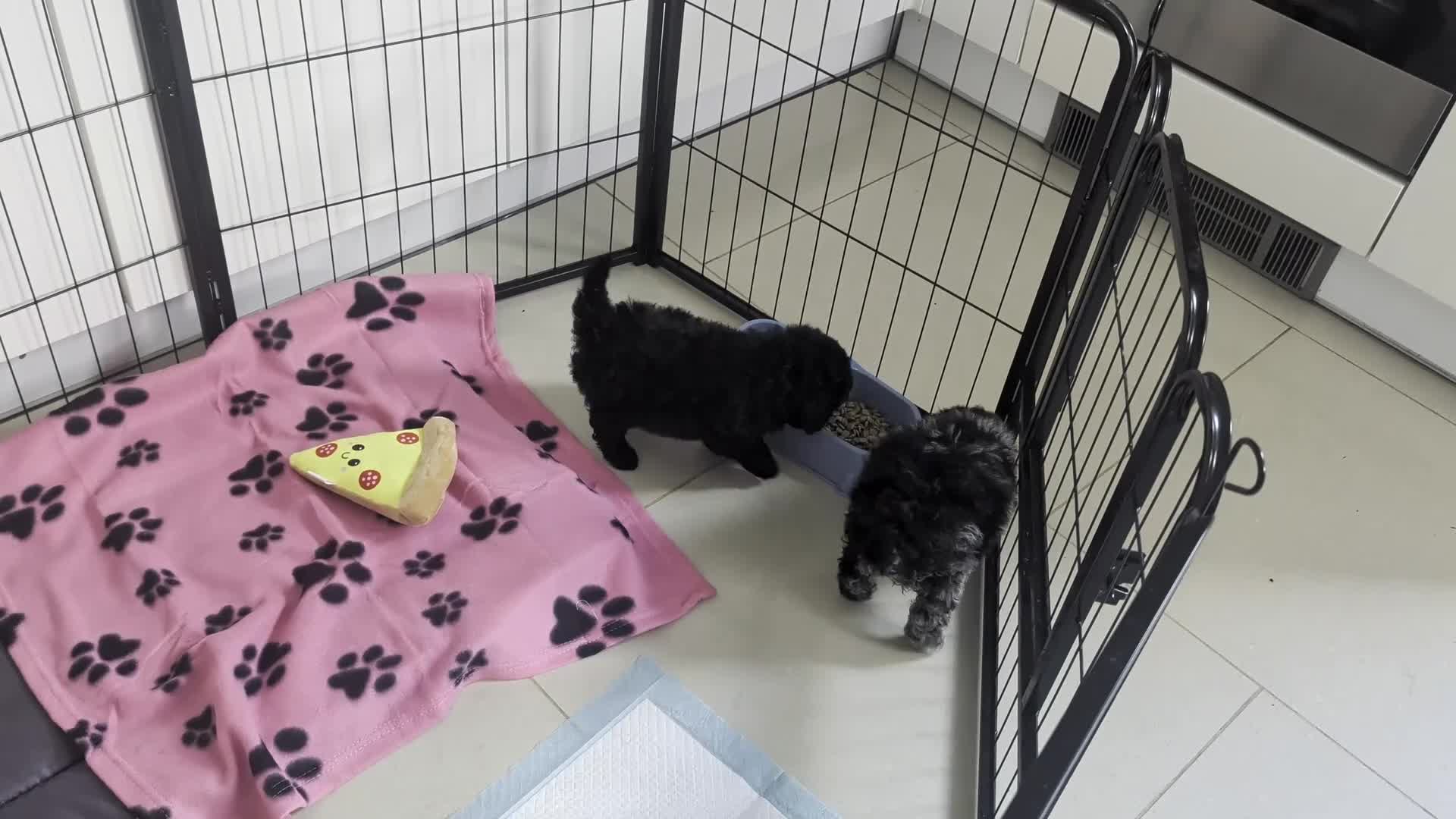 Cockapoo dogs for sale: cockerpoo girl pup's  - Video 1