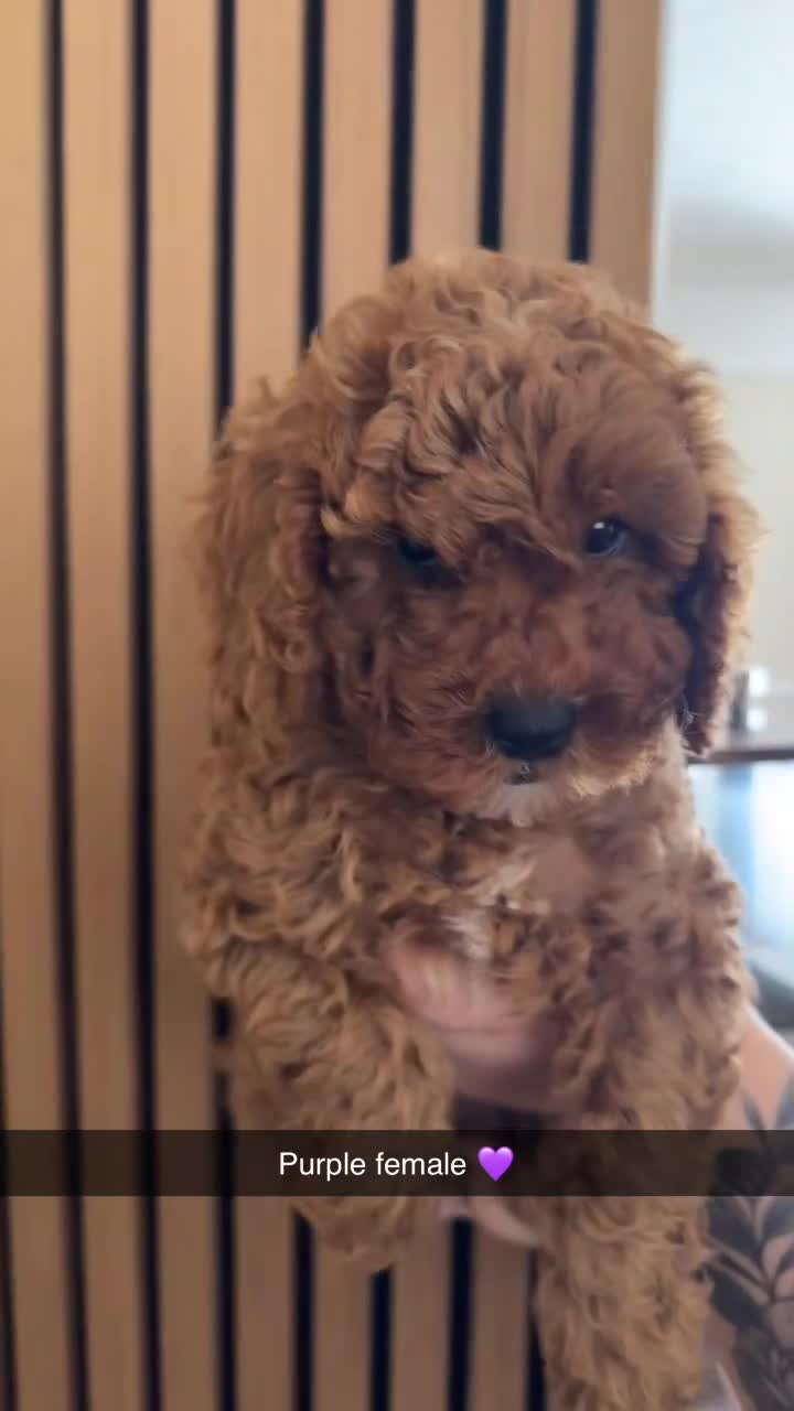 Cavapoo dogs for sale: F1bb Toy Cavapoo Puppies  Only 1 Gorgeous Girl  - Video 1