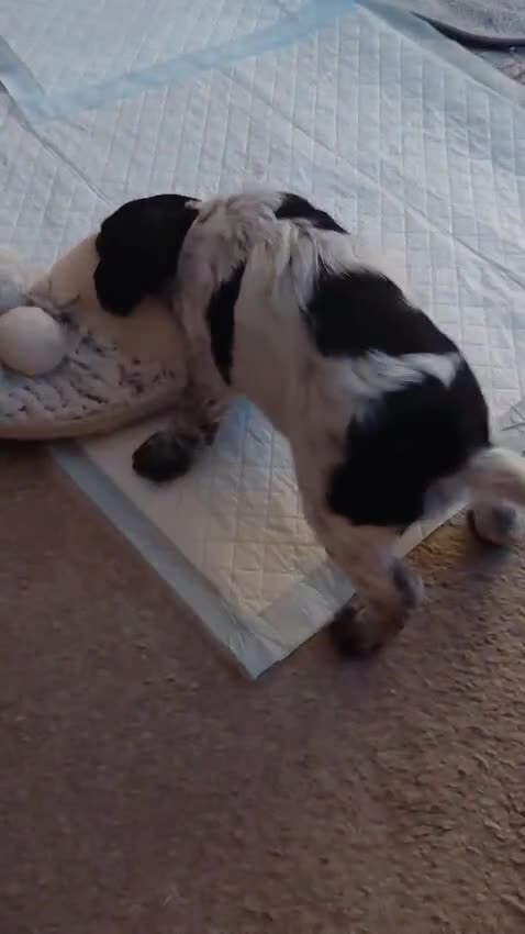 Cocker Spaniel dogs for sale: Stunning Blue Roan Working Cocker Spaniel Puppies in Rugby - Video 3