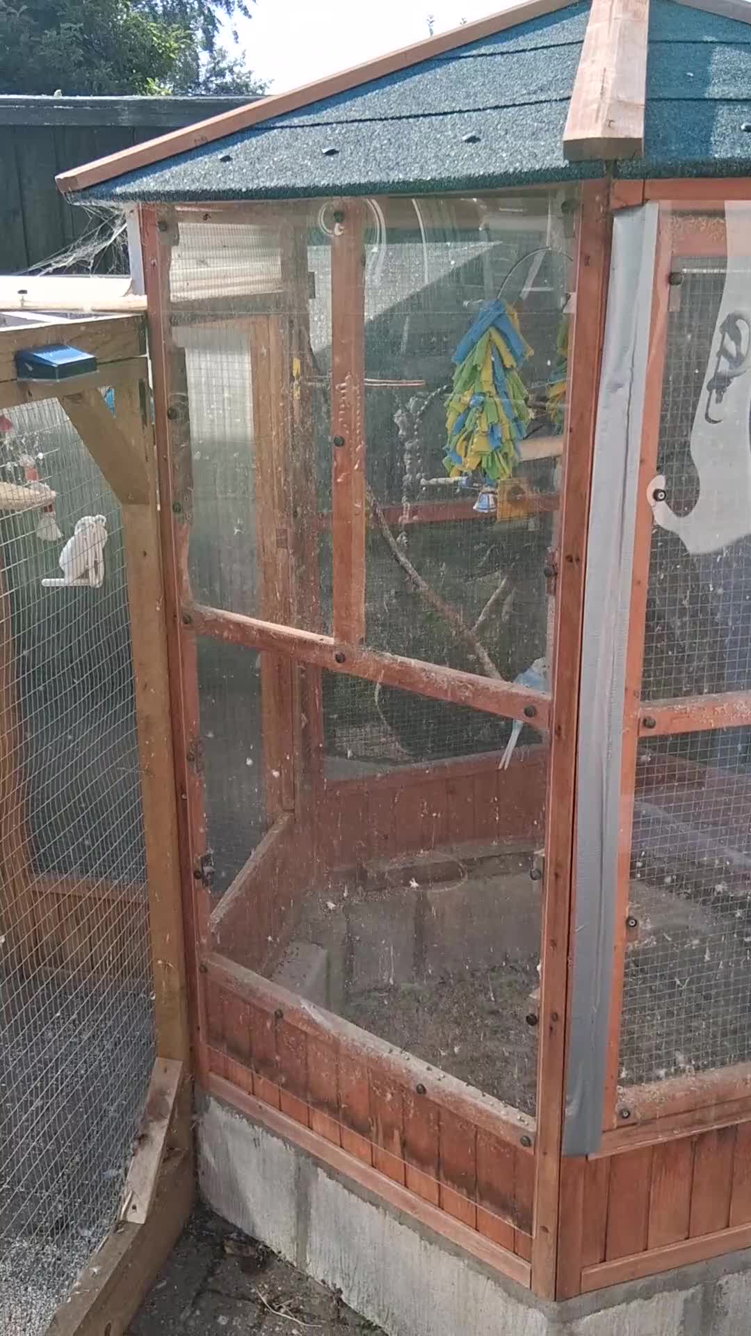 Budgerigars birds for sale: Budgie /small bird aviary - Video 1