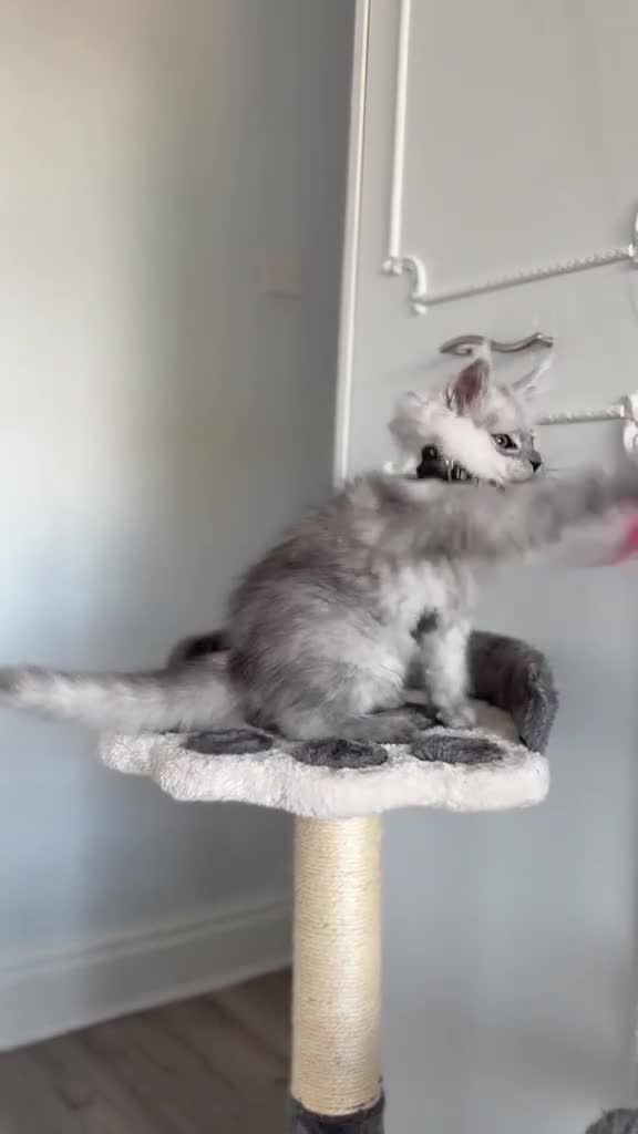 Maine Coon cats for sale: Stunning Smoke Maine Coon Kittens⭐ - Video 1