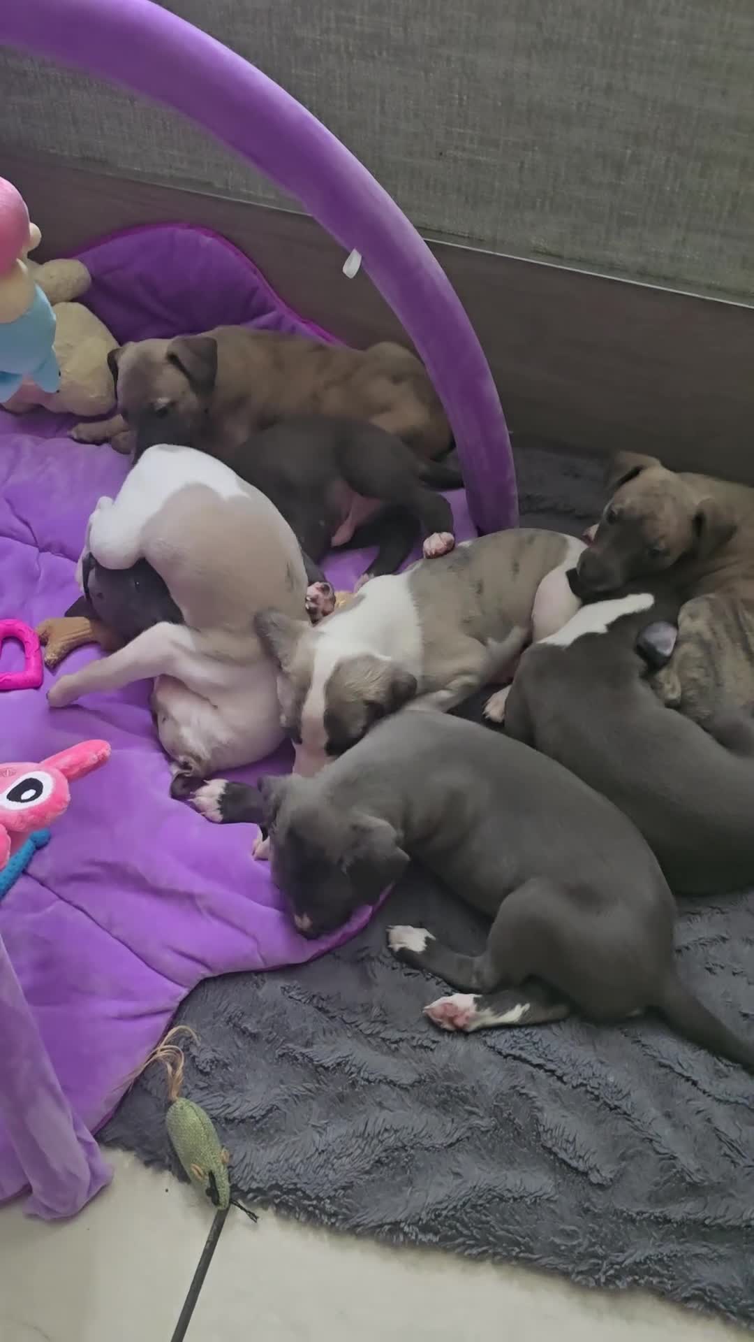 Whippet dogs for sale: The most precious! Kc wippets 🐶 boys & girls   - Video 2