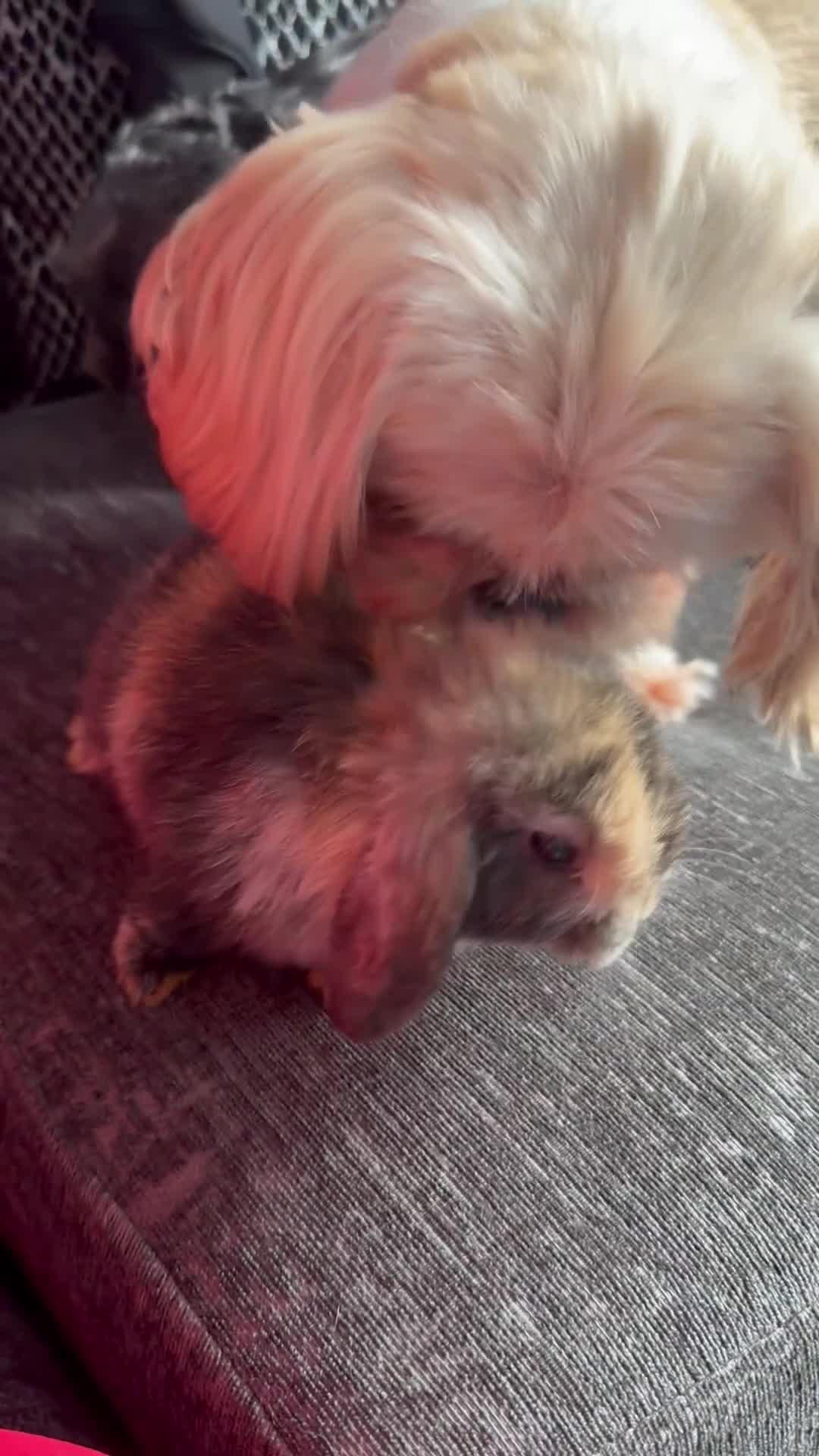 Mini Lop rabbits for sale: Male rabbit mini loop 9 weeks old  - Video 1