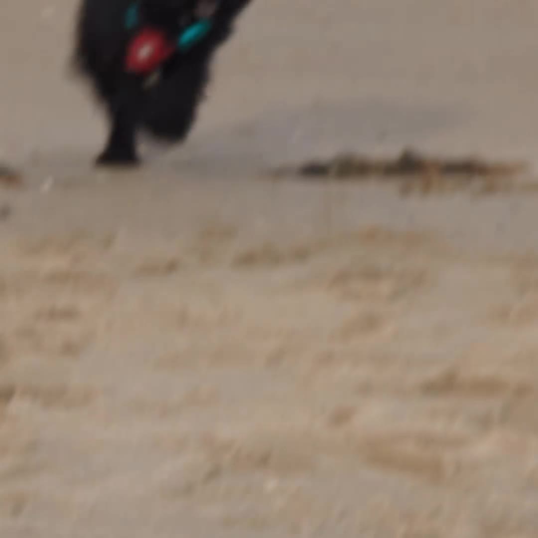 Mixed Breed dogs for stud: Jackapoo for stud in Wrexham - Video 2