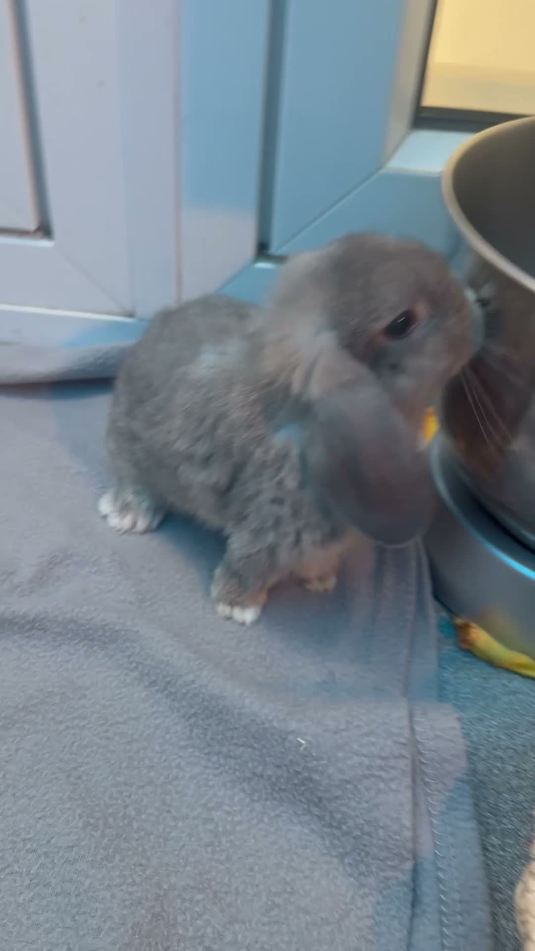 Mini Lop rabbits for sale: Mini loop bunnies  - Video 5