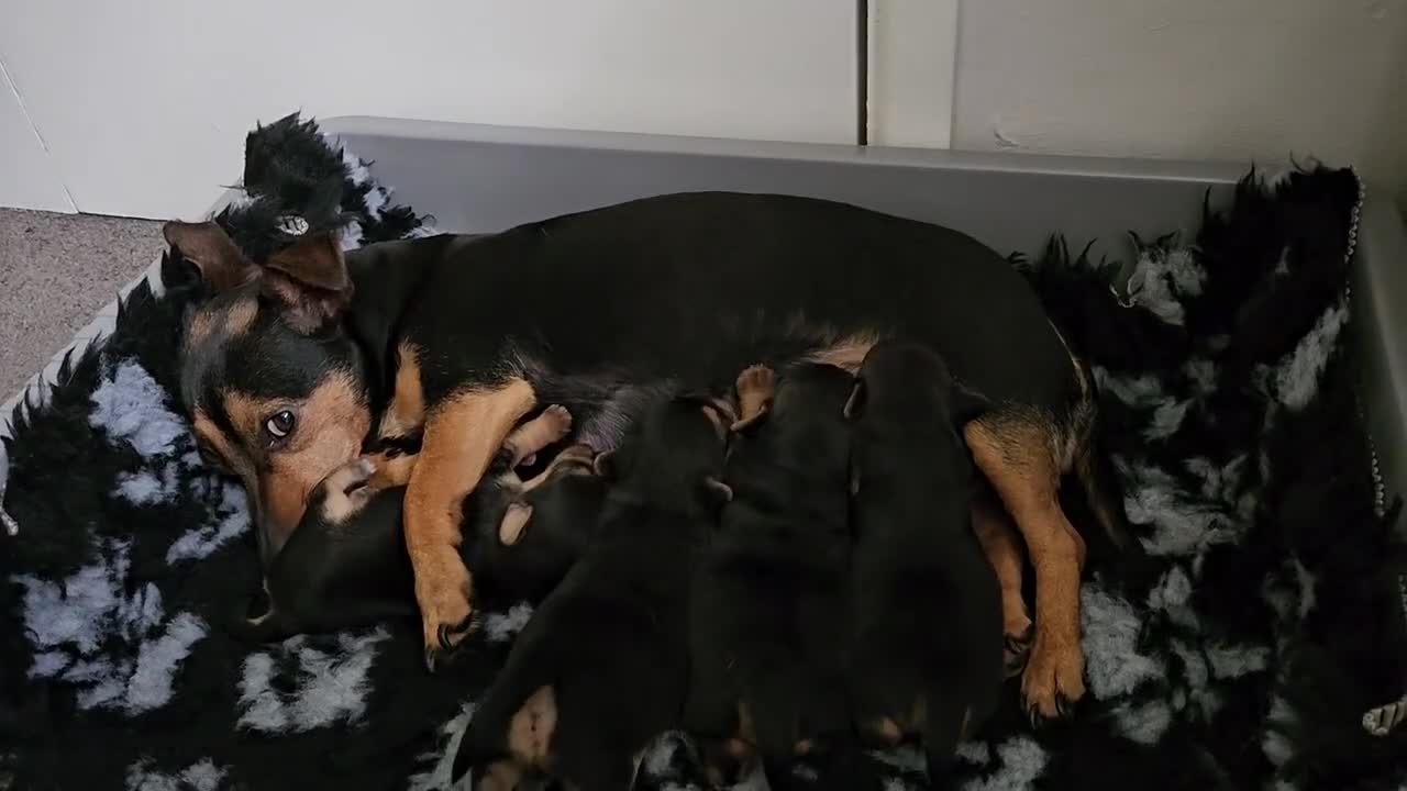 Jackapoo dogs for sale: Jackapoo Puppies - Video 1