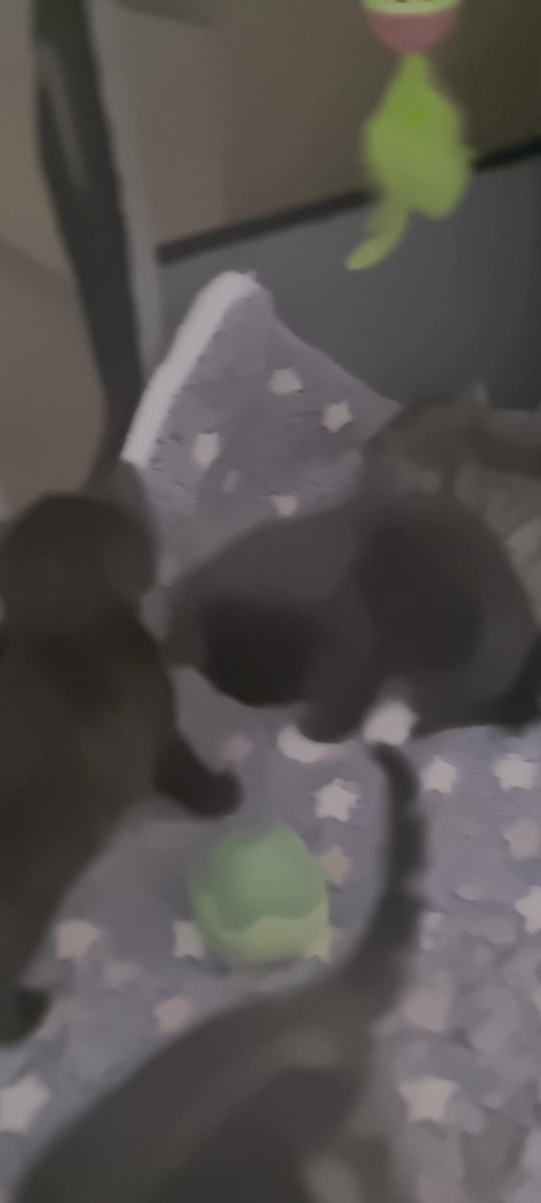 Mixed Breed cats for sale: Beautiful bread Sokoke × Turkish Van Kittens❤️ - Video 4