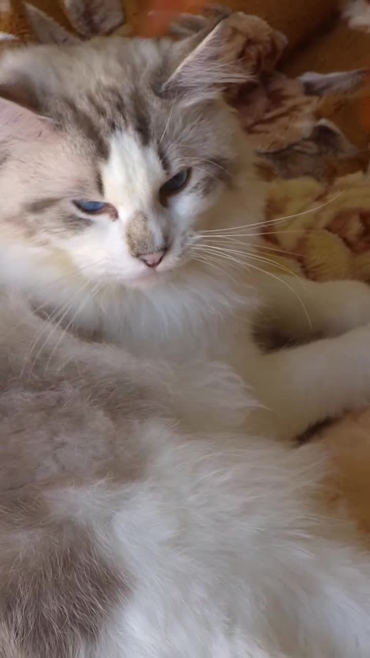 Ragdoll cats for sale: ✨ Exceptional Ragdolls,a distinguished lineage ✨ - Video 2