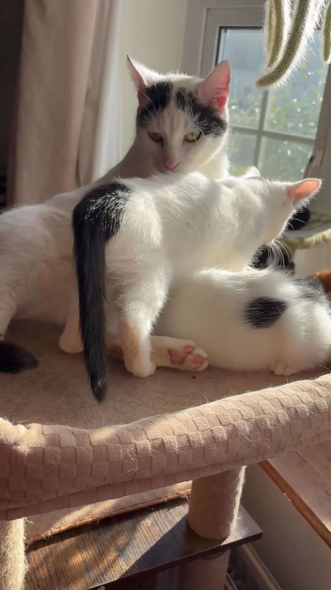 Mixed Breed cats for sale: Three lovely short haired kittens - Video 2