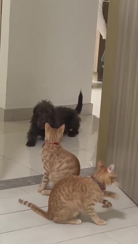 Mixed Breed cats for adoption: MARMALADE JASPER DoG FRIENDLY PAIR BONDED NEUTERED - Video 1