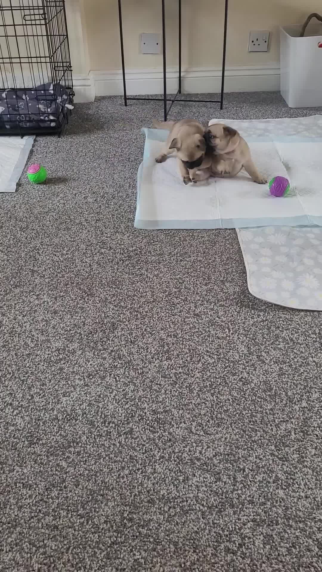 Frug dogs for sale: Just the male left frug left now - Video 3