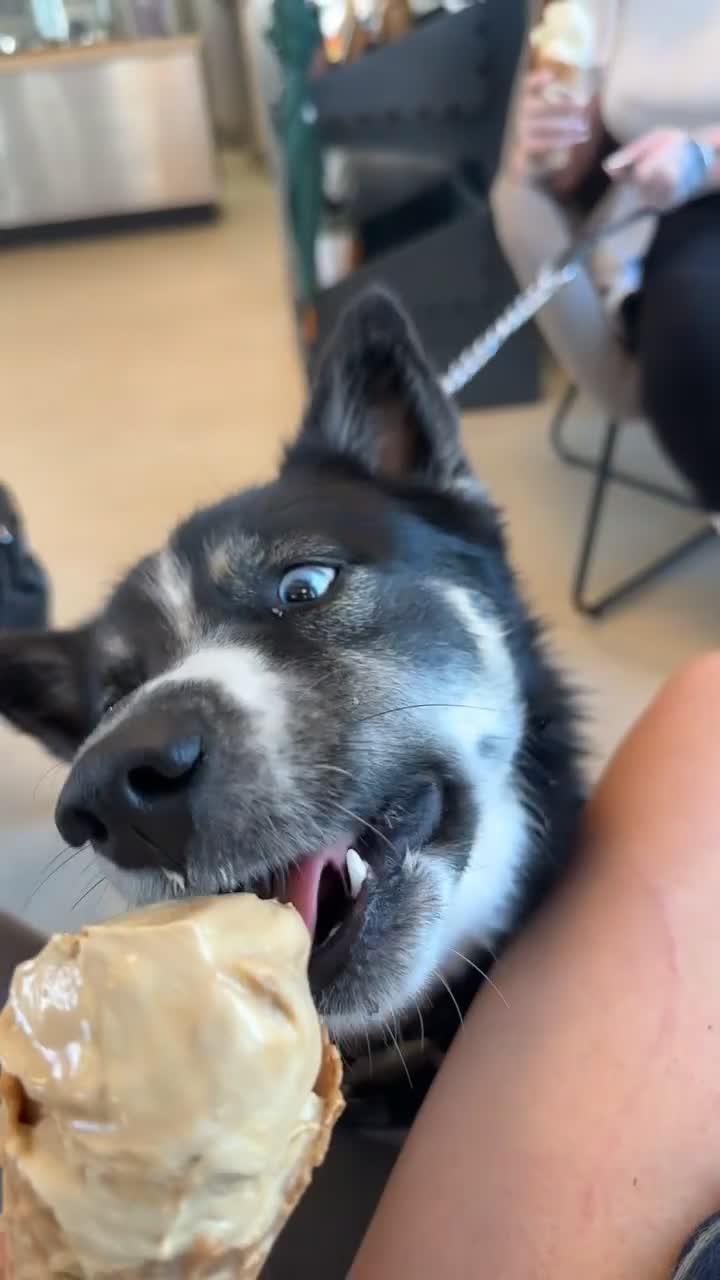 Pomsky dogs for sale: Nala the Pomsky🖤 - Video 1