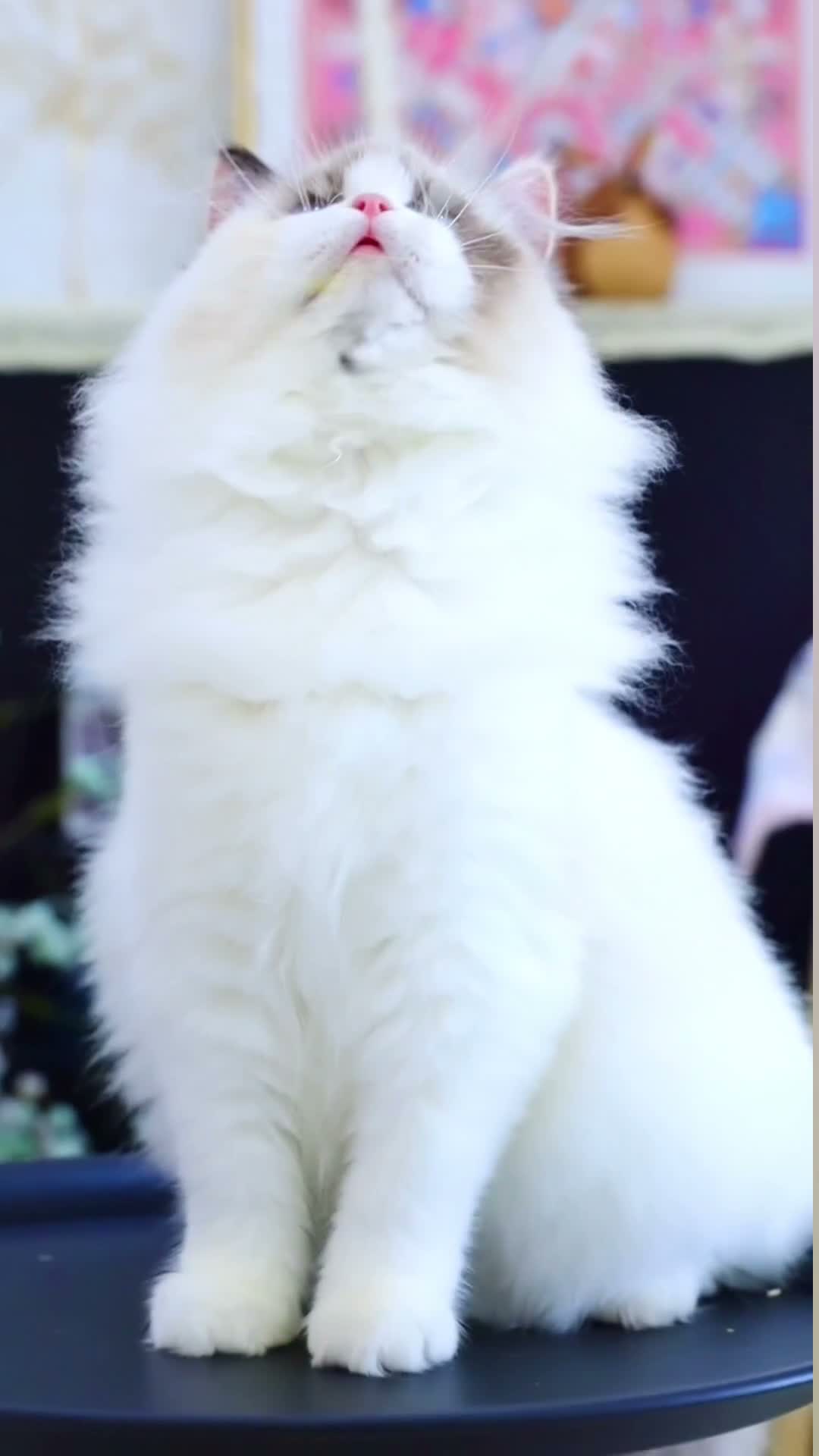 Ragdoll cats for sale: Rare Blue Torte Bi Colour Lynx  - Video 4