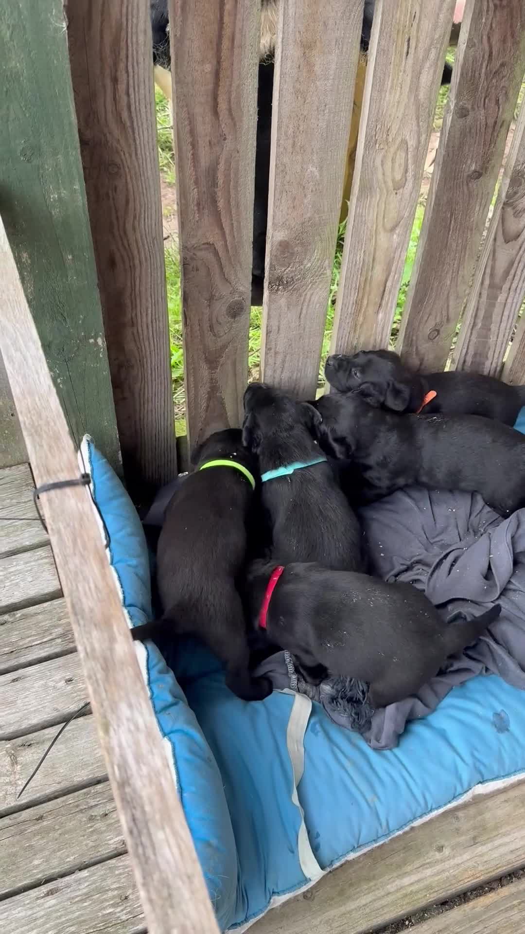 Labrador Retriever dogs for sale: 🐾 black lab puppies for sale 🐾 in Brechin - Video 1