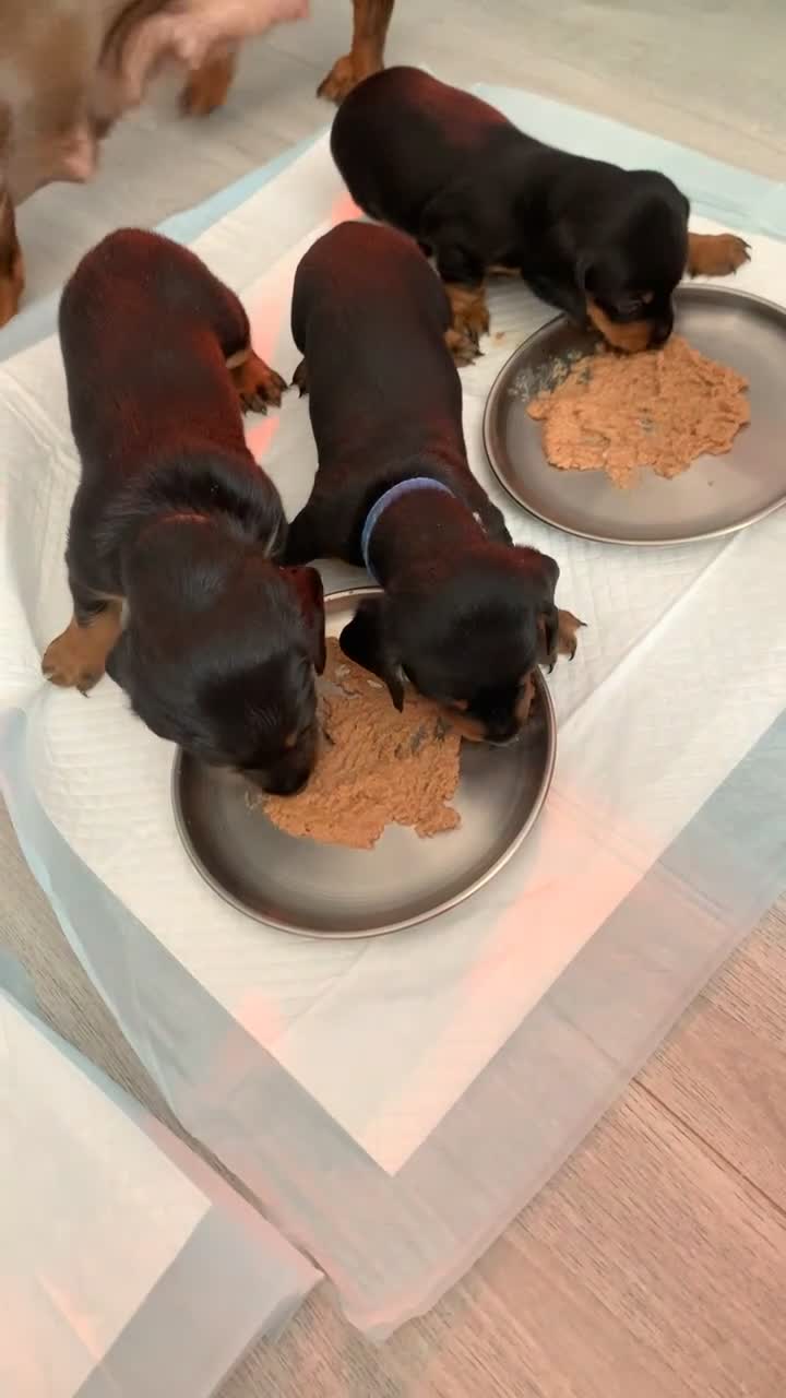 Miniature Dachshund dogs for sale: Beautiful KC REG Miniature Dachshund Puppy’s  - Video 1