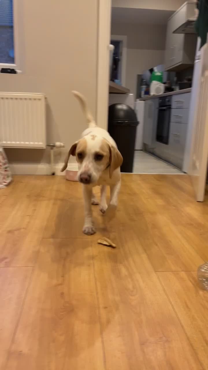 Beagle dogs for sale: Honey 2 year old beagle  - Video 1