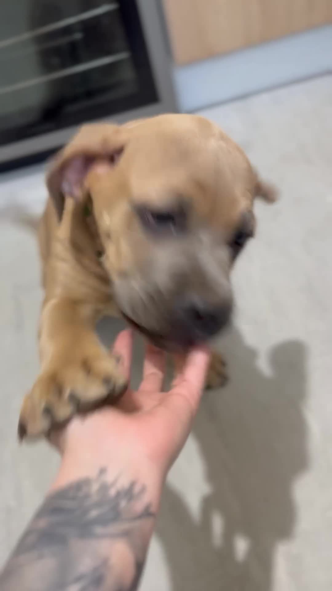 Cane Corso dogs for sale: Ready now🦭MaleCaneCorso PuppiesTake Home Today! - Video 2