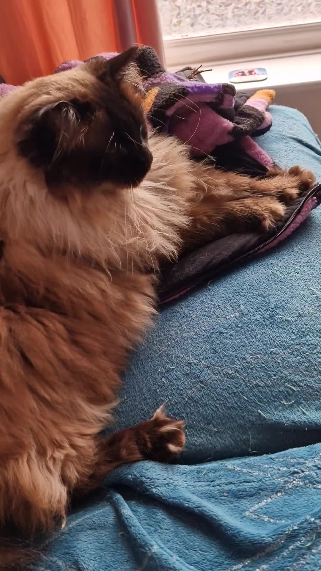 Ragdoll cats for sale: 7 year old Ragdoll male cat in Driffield - Video 3