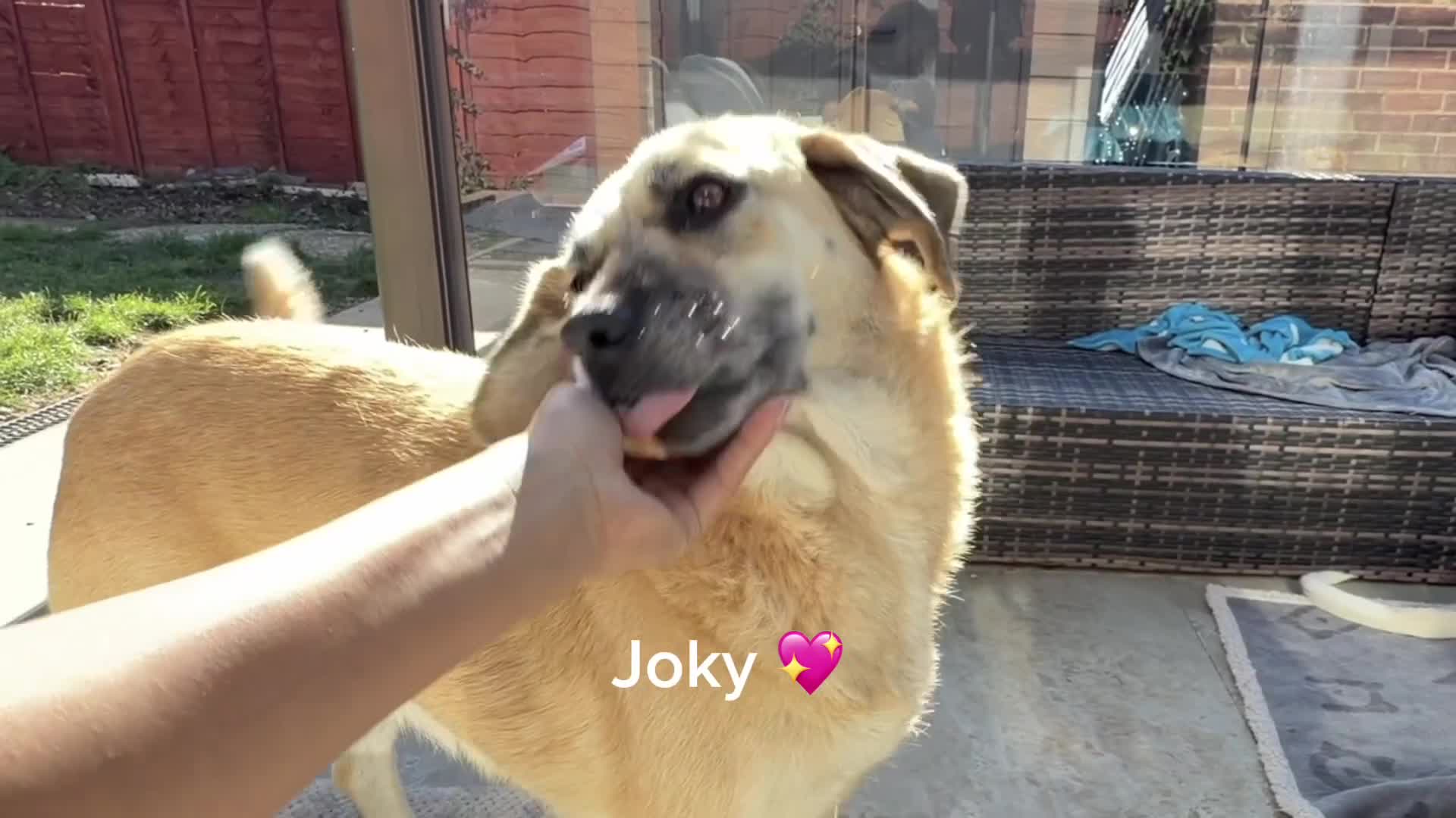 Mixed Breed dogs for adoption: 💖 Gentle Joky is waiting for her forever home! - Video 1