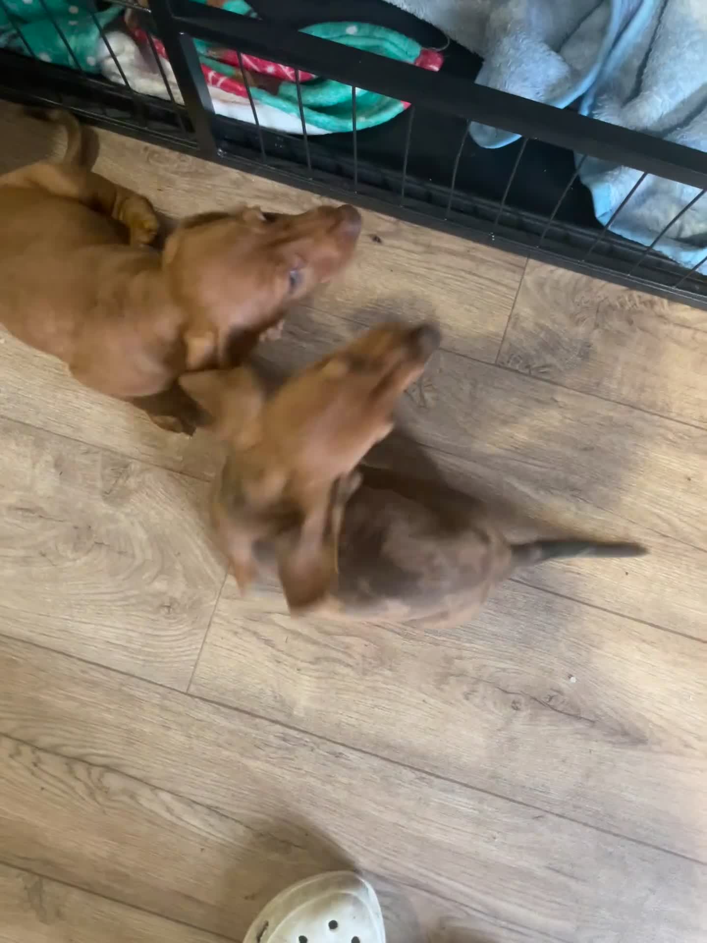 Miniature Dachshund dogs for sale: “Urgent homes needed! – Miniature Dashchunds - Video 3