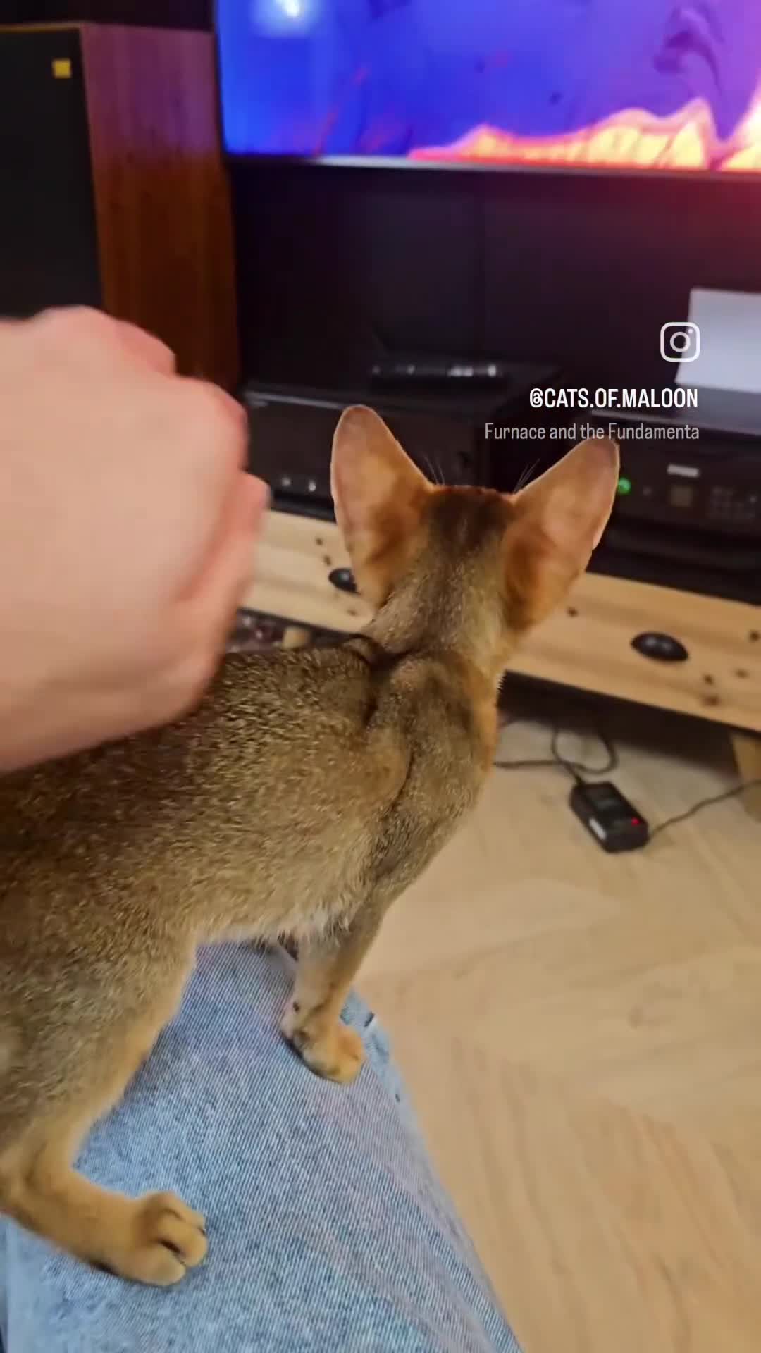 Abyssinian cats for sale: Silver Abyssinian Boy-READY NOW-Champion Line - Video 4