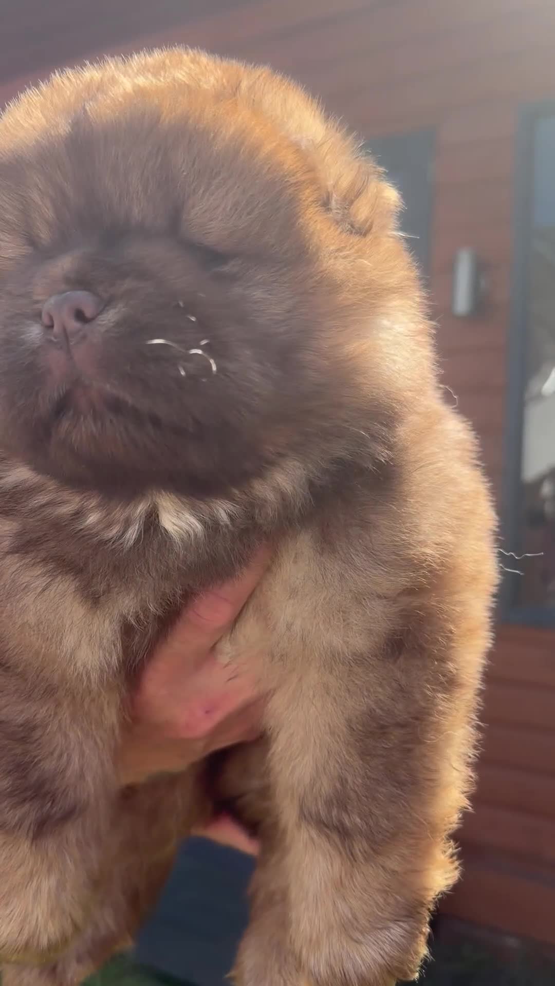 Chow Chow dogs for sale: 🐻 Exceptional KC Registered Chow Chows 🐻 - Video 2