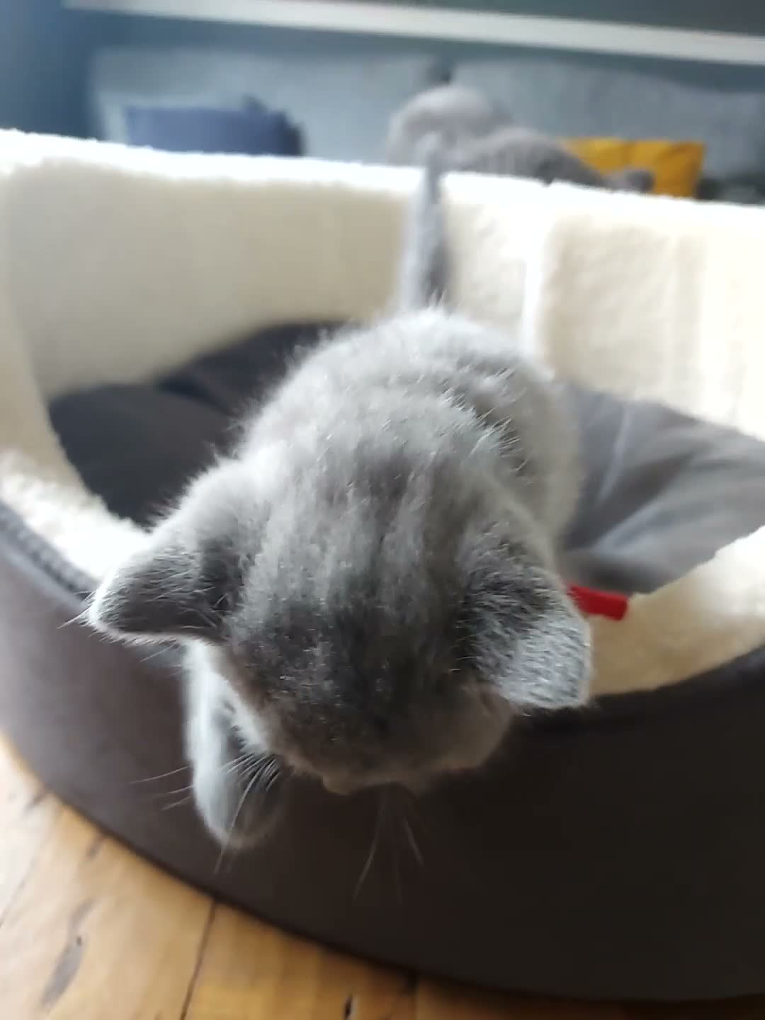 British Shorthair cats for sale: GCCF Pedigree British Shorthair Kittens - Video 3