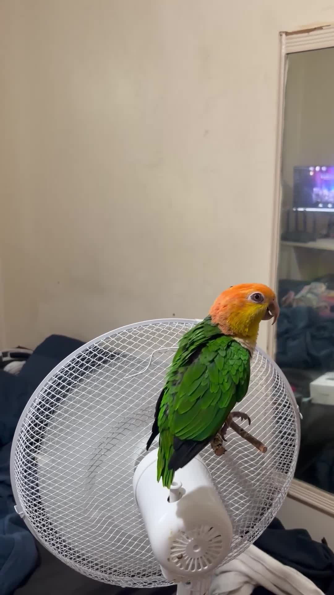 Parrots birds for sale: White bellied Caiques - Video 1