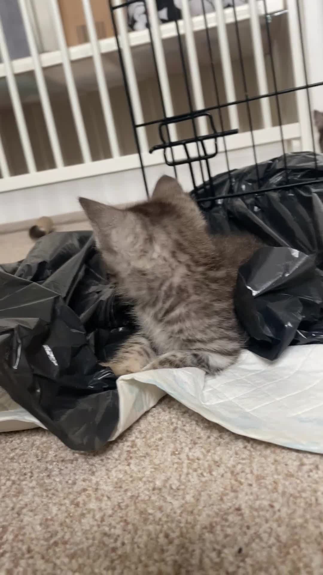 Mixed Breed cats for sale: Ragdol x bengal kittens  - Video 1