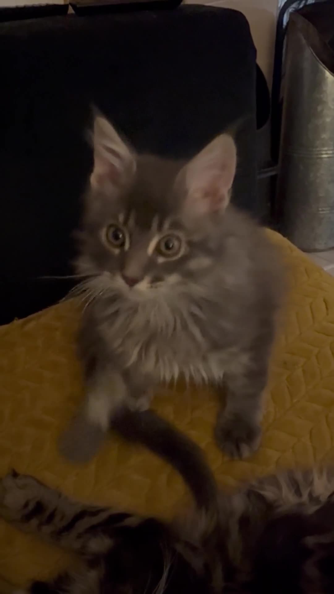 Maine Coon cats for sale: Ready NOW! TICA splendid Maine Coon - Video 1