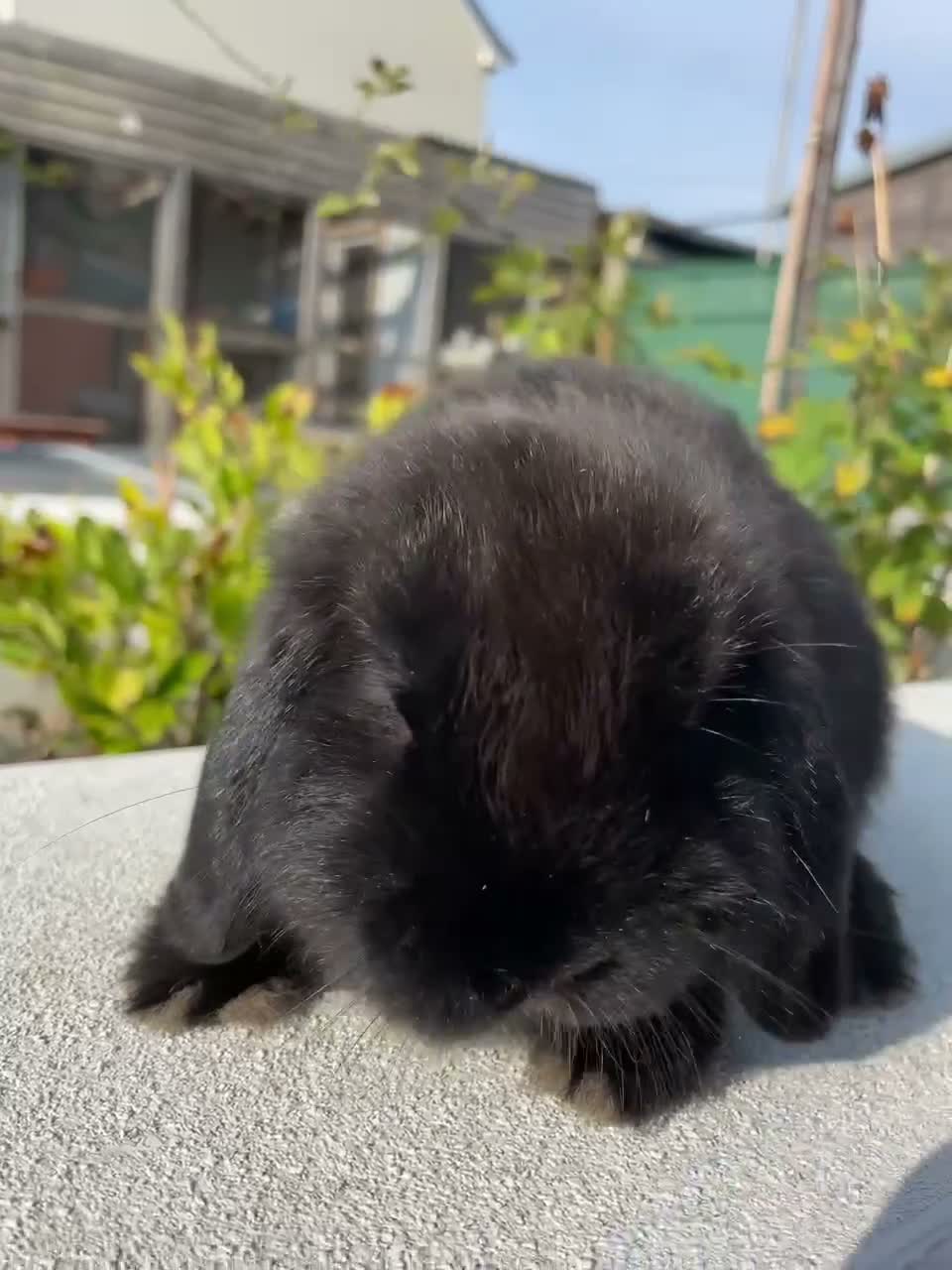 Mini Lop rabbits for sale: Very cute mini lop - looking for his forever home - Video 1