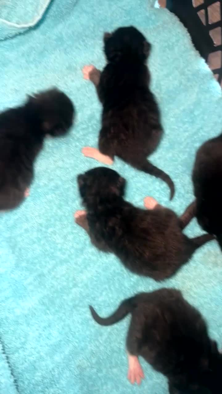 Domestic Shorthair cats for sale: Kittens  in Woodhall Spa - Video 1