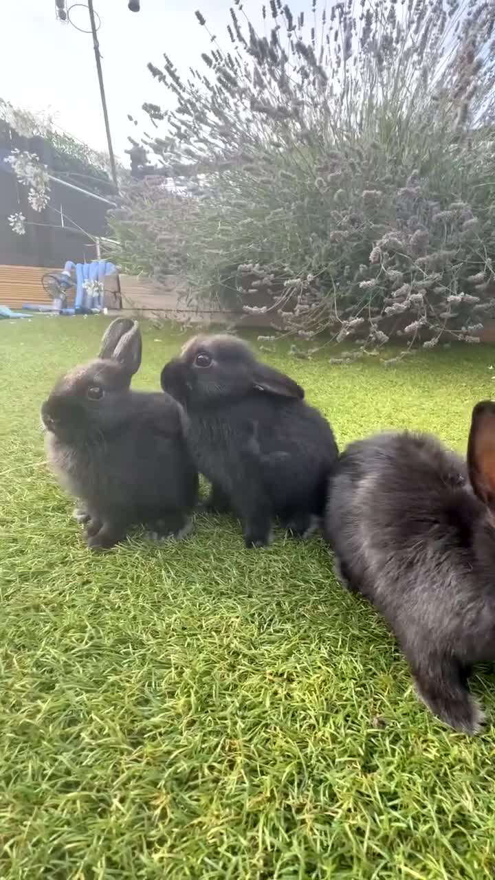 Netherland Dwarf rabbits for sale: Netherland Dwarfs  - Video 1