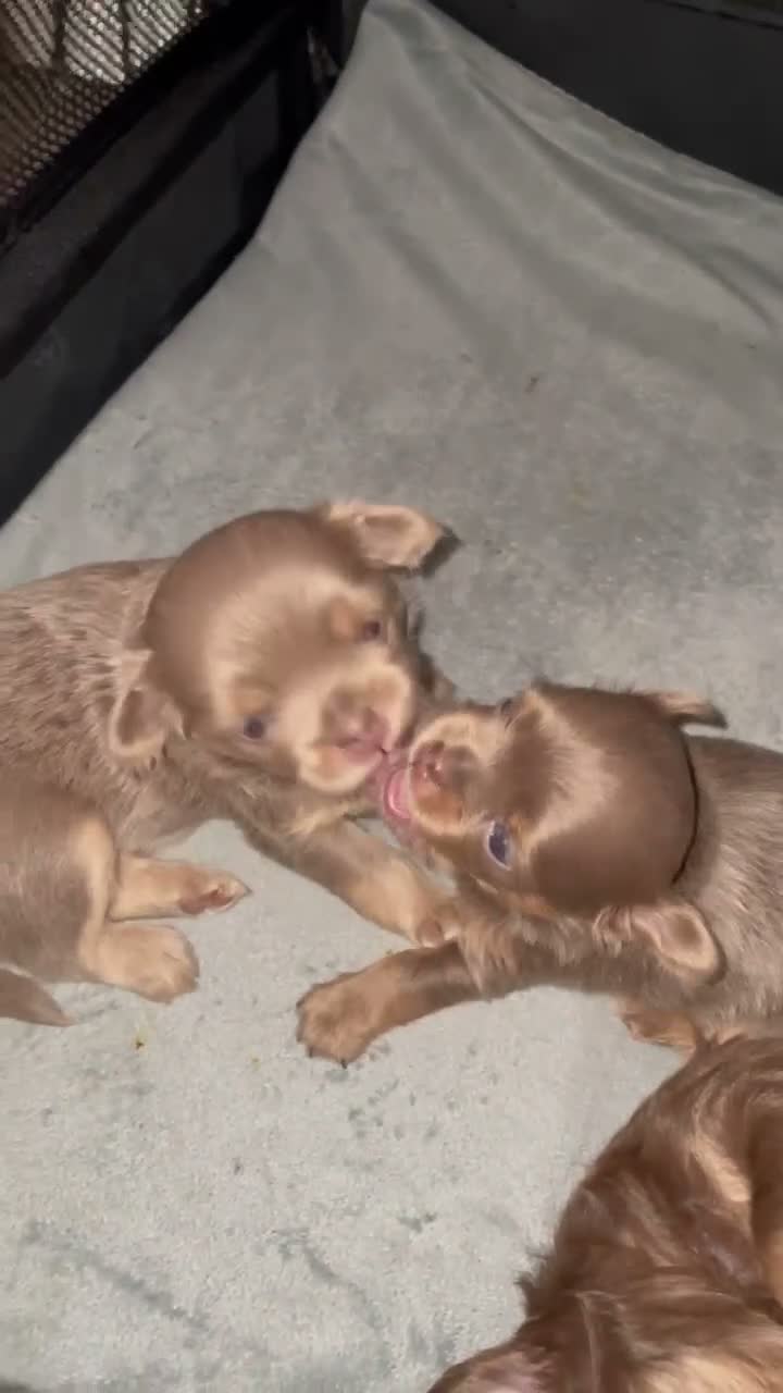 Chihuahua dogs for sale: 2 stunning long haired chihuahuas  - Video 1