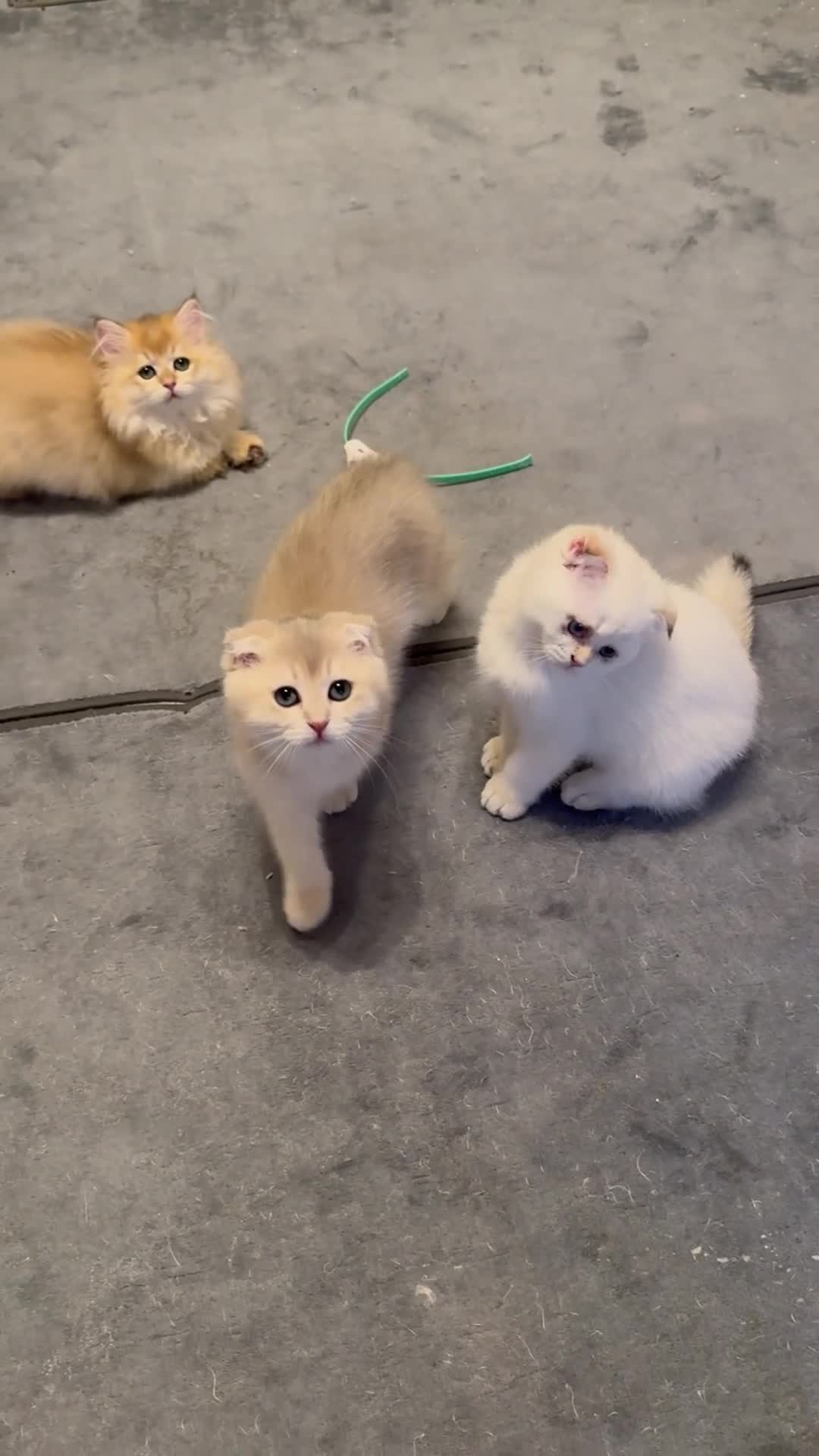 Scottish Fold cats for sale: Scottish Fold and Straight purebreds Kittens - Video 1