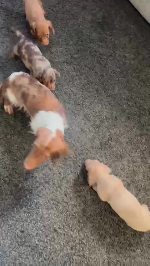 Miniature Dachshund dogs for sale: Beautiful long hair miniature dachshunds ready  - Video 1