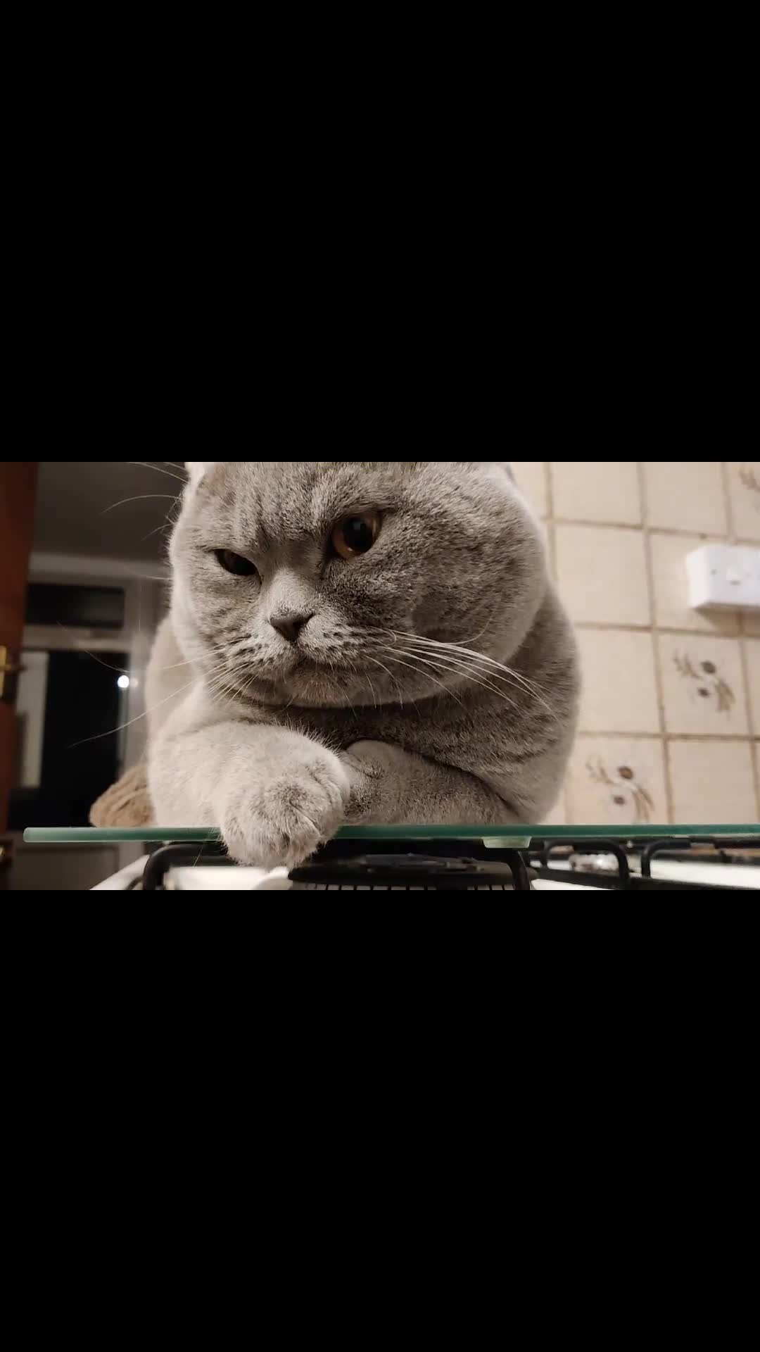 Scottish Fold cats for sale: Show quality Scottish fold  - Video 2