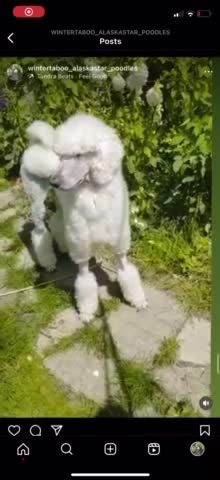 Standard Poodle dogs for stud: White standard poodle stud in Aldershot - Video 1
