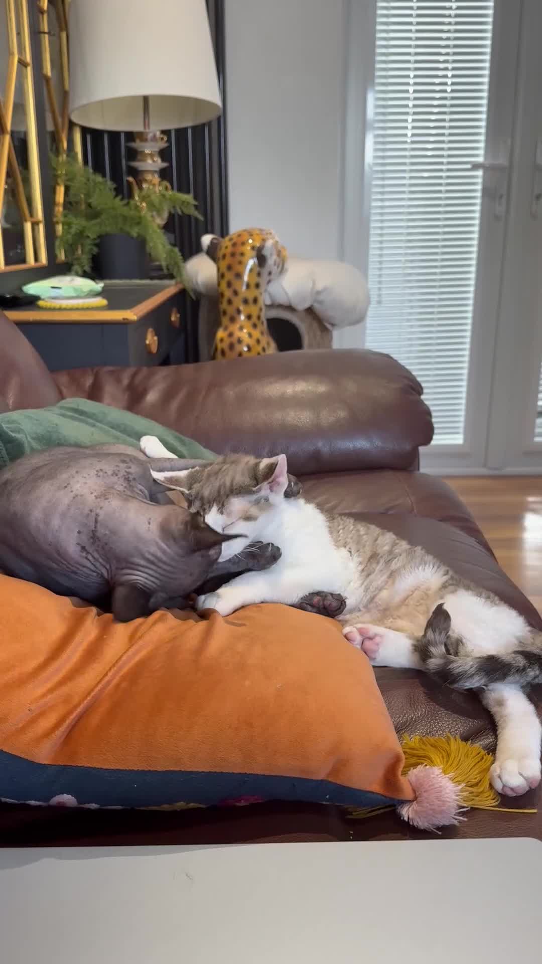 Devon Rex cats for sale: Fantastic quality GCCF boy  - Video 2
