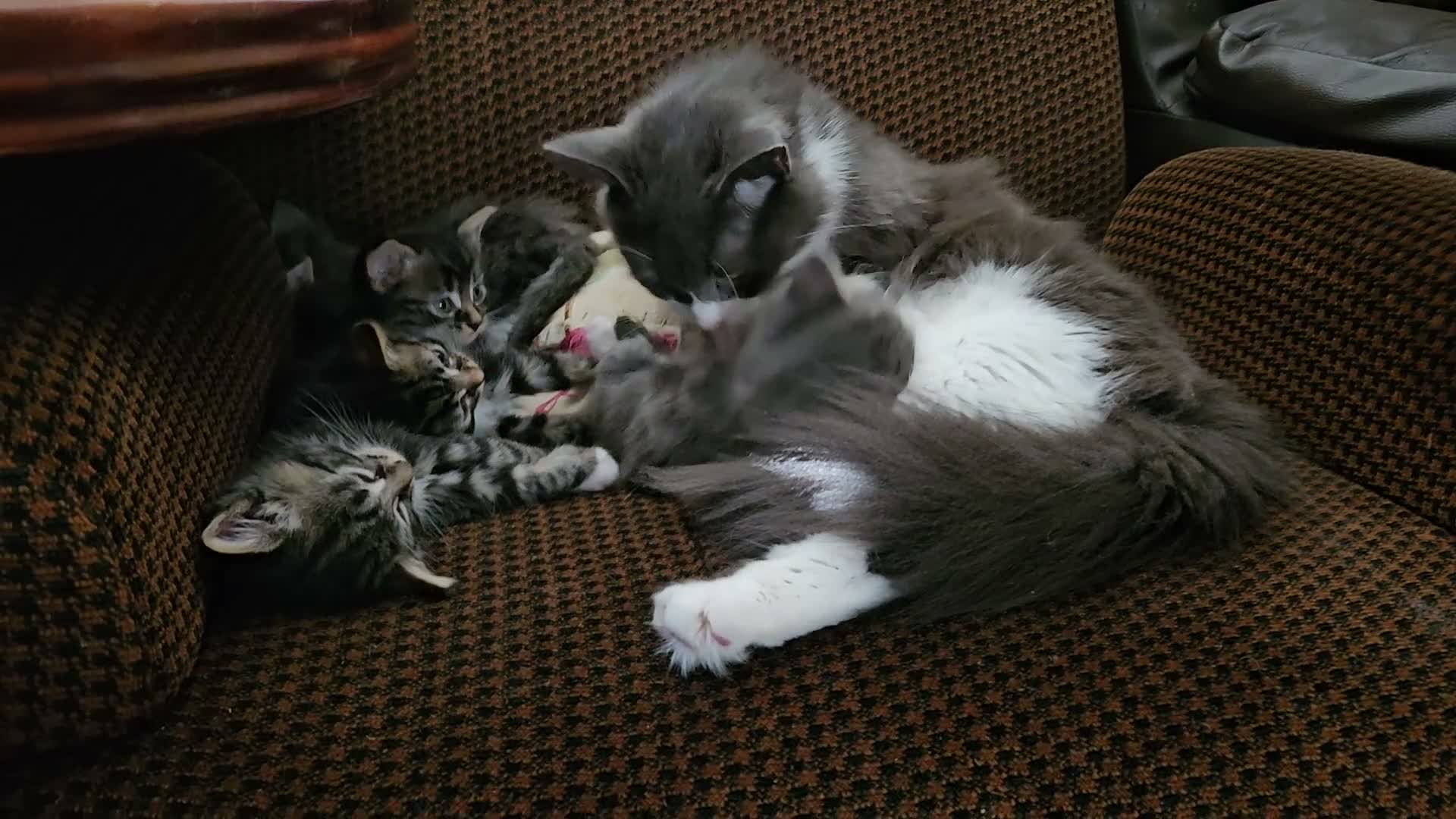 Mixed Breed cats for sale: Mixed bread long hair kittens - Video 1