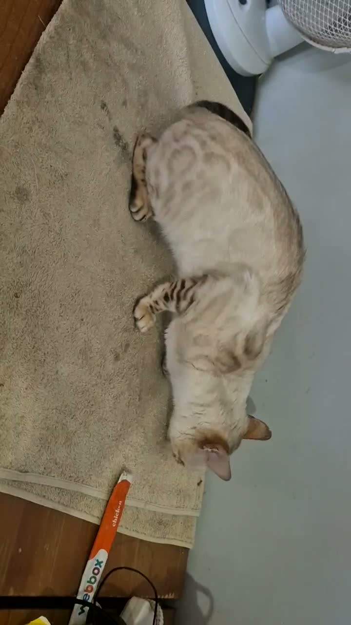 Bengal cats for sale: Snow lynx female  - Video 1